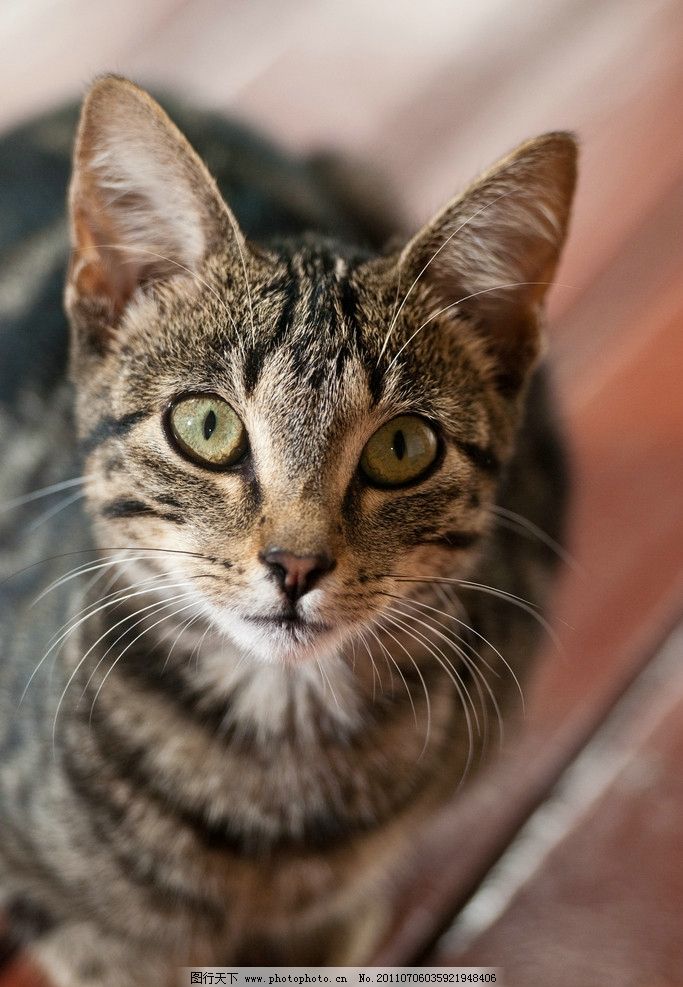 斐济猫卖萌图片