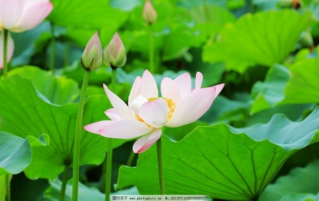 雨荷网络歌手简谱