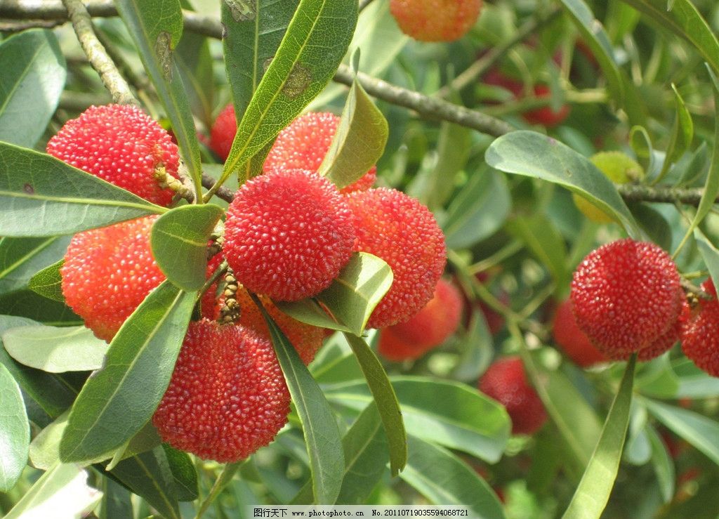 杨梅图片,甜味 绿叶 梅子 果实 杨梅树 叶子 水果