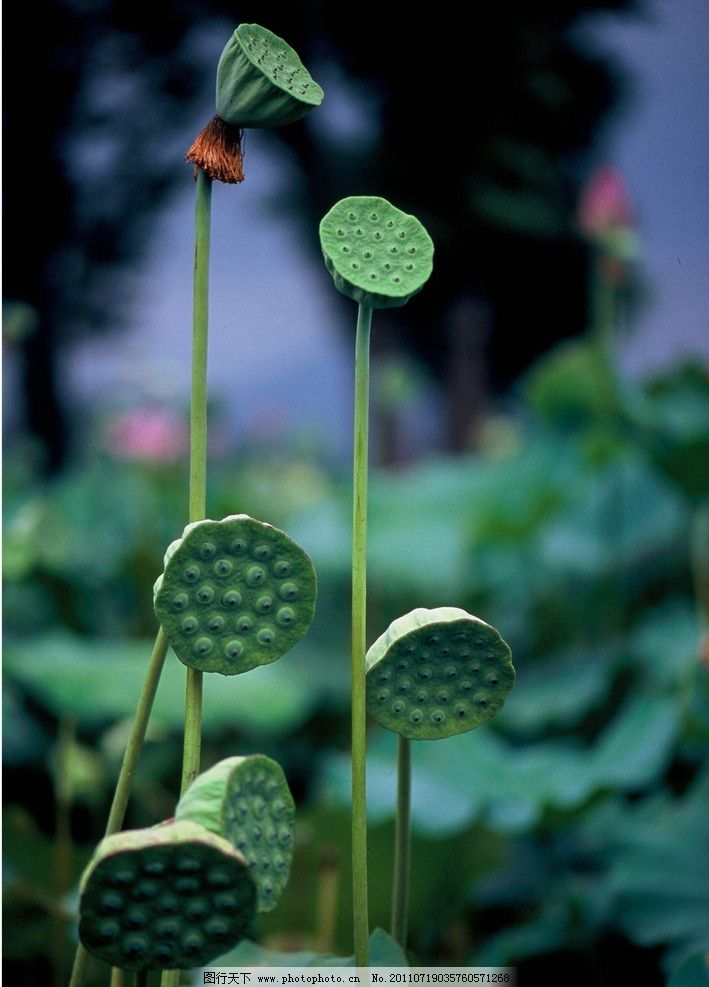 莲蓬 荷叶 绿叶 花苞 花蕾 花草 生物世界 摄影 荷花 300dpi jpg