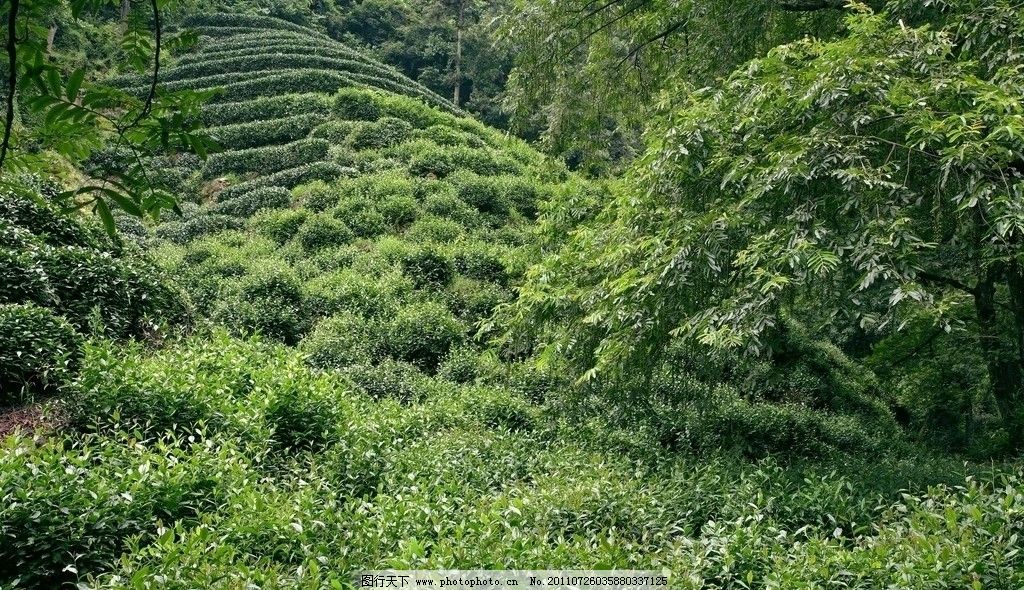 茶叶 云南大叶种 雪芽 茶树品种 茶 芽头 茶园 茶树 茶园风光 树木图片