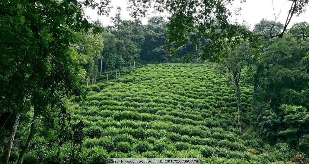 茶叶 云南大叶种 雪芽 茶树品种 茶 芽头 茶园 茶树 茶园风光 树木图片