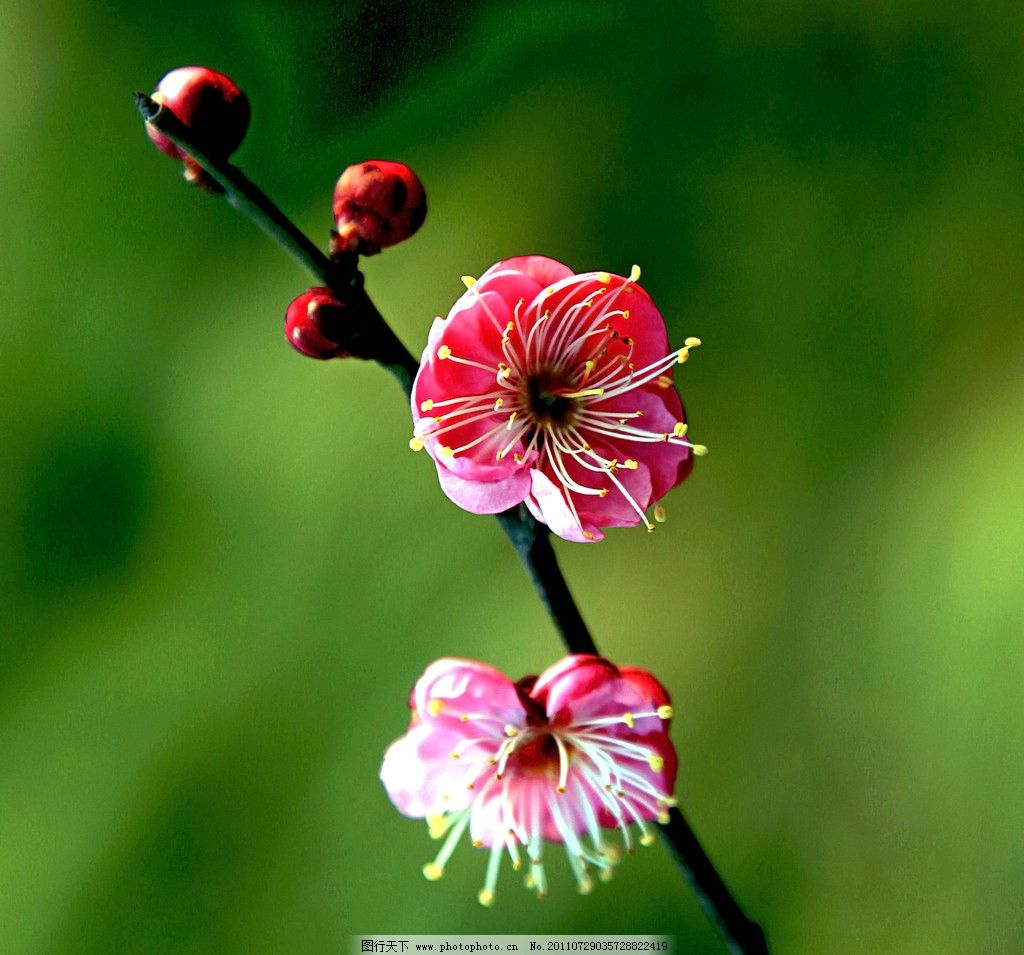 梅花 小形花朵 五叶花瓣 花色众多 清香秀美 香