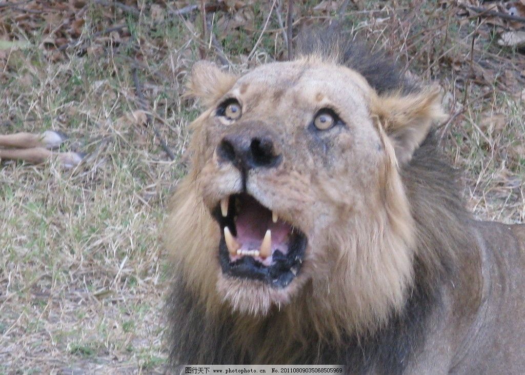 箭头 旅游 旅游度假 丛林 非洲丛林 动物世界 长