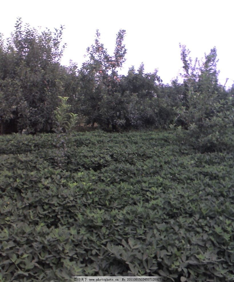 花生地 绿色的植物 大片的叶子 苹果树 摄影图片