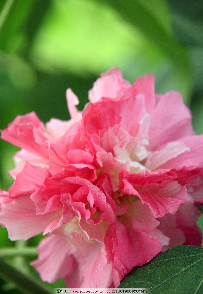 梦见别人送只鸭子拿回家，寓意与解析