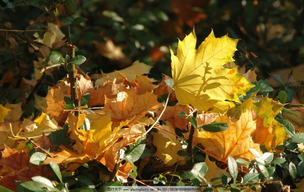 落叶归根吉他谱原版图片大全