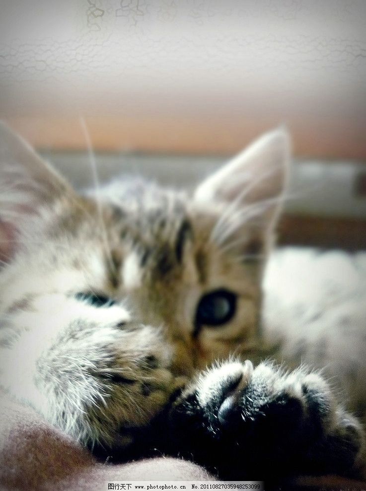 可爱 小猫-可爱小猫图片