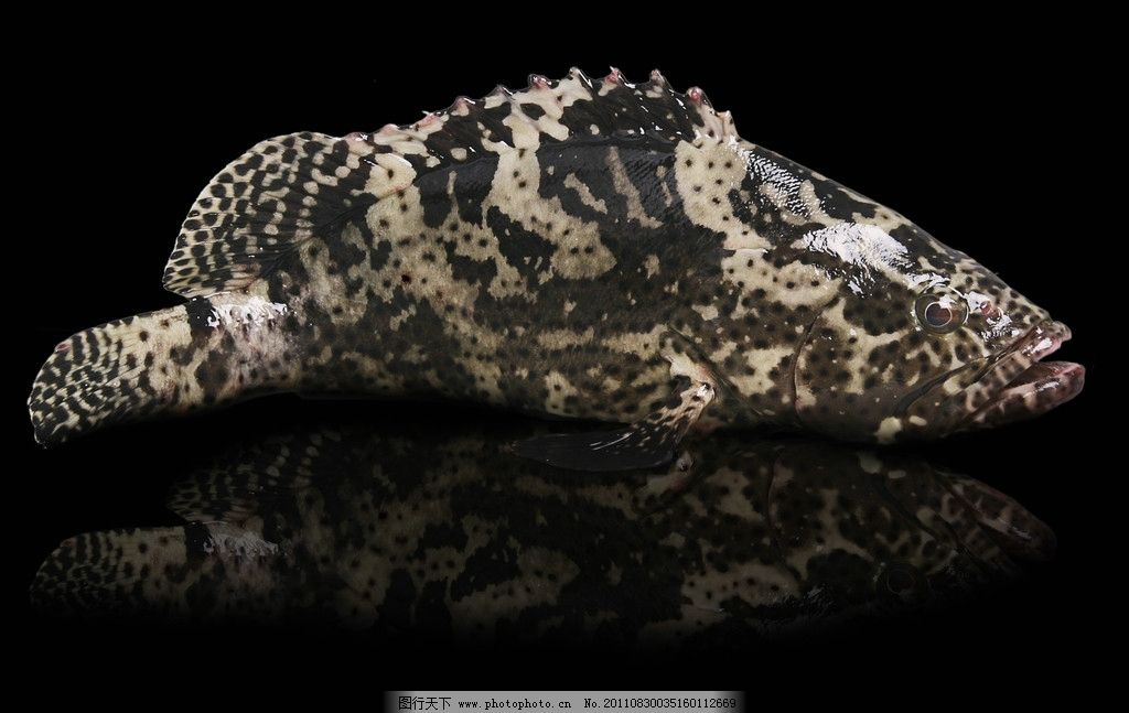 龙胆鱼图片,海洋生物 生物世界 摄影-图行天下