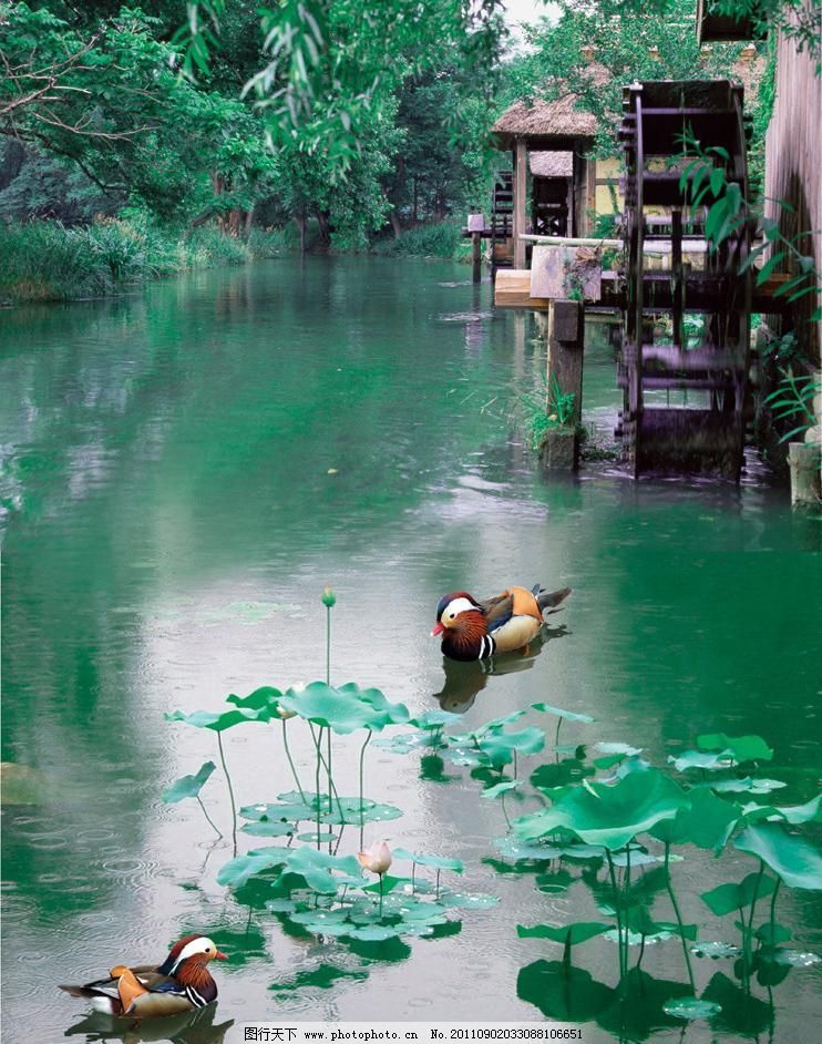 300DPI psd PSD分层素材 房子 风景 荷花 湖 湖泊 花 柳树 鸳鸯荷花素材下载 鸳鸯荷花模板下载 鸳鸯荷花 鸳鸯 荷花 湖泊 湖 水 柳树 水车 木屋 花 雨滴 雨 房子 风景 psd分层素材 源文件 300dpi psd psd源文件 其他psd素材