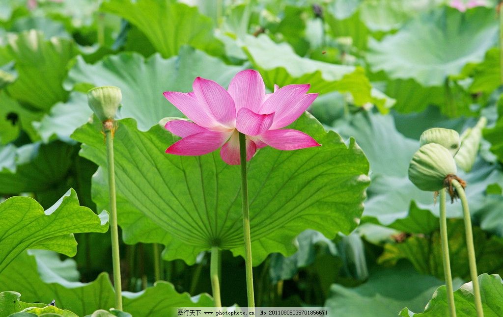 王集林荷花系列著作赏识