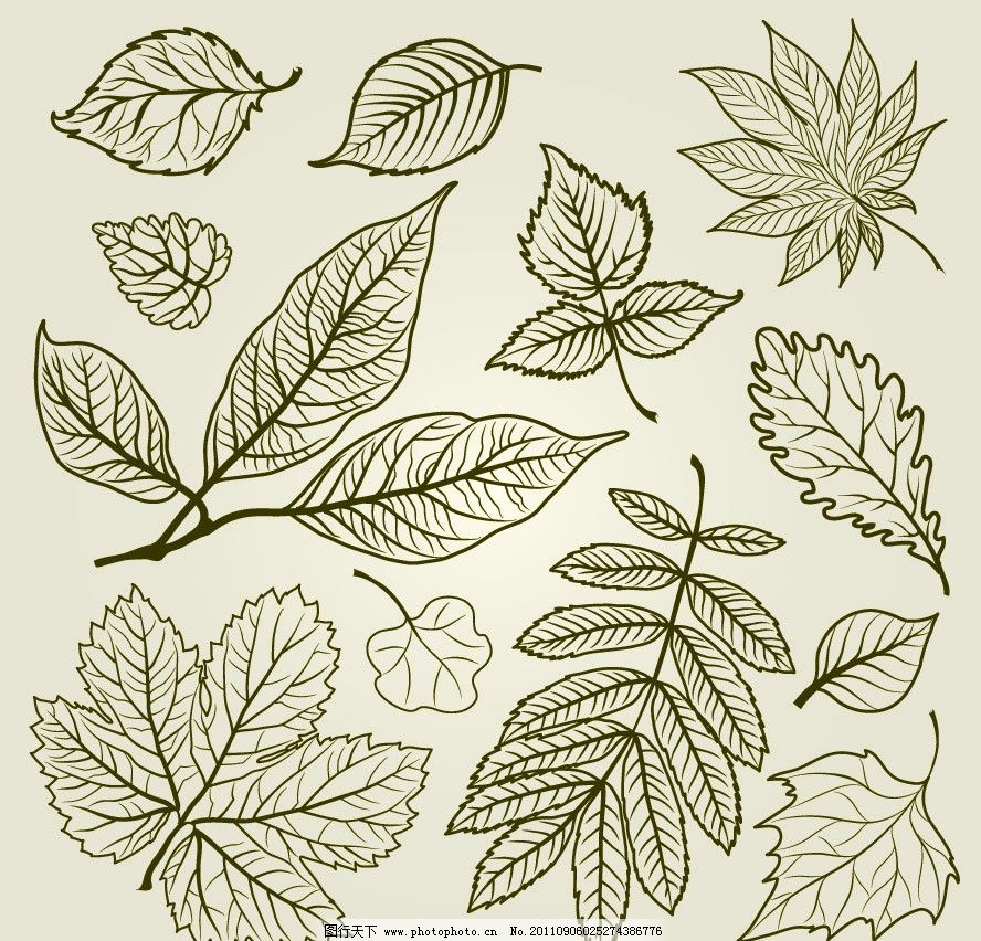 手绘树叶枫叶 手绘 树叶 枫叶 线条 素描 植物 矢量 植物主题 树木图片