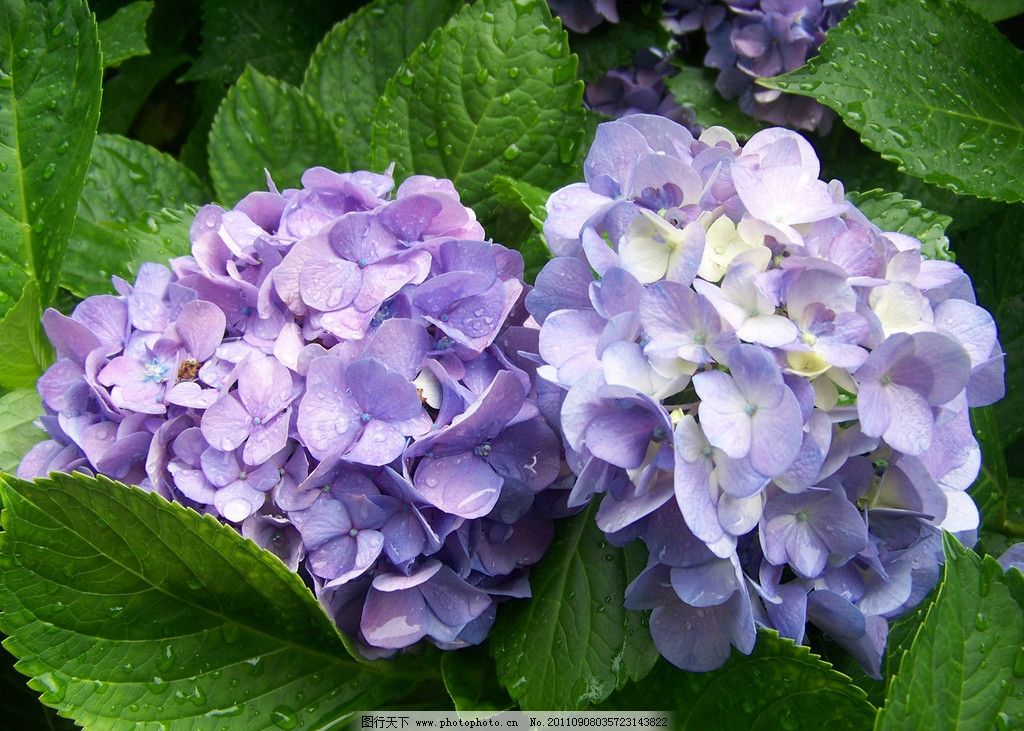 绣球花图片,紫色花 春天 美好 花卉 唯美 阳光 浪