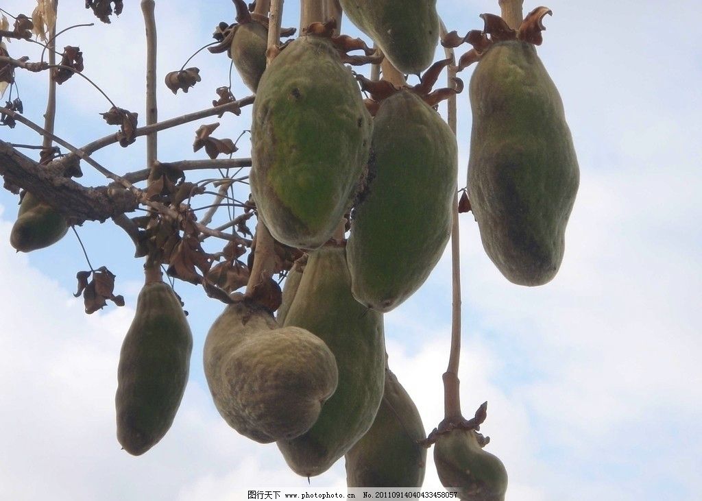 生普洱茶图片,天才少女外传,如何选择唇膏颜色,猴面包