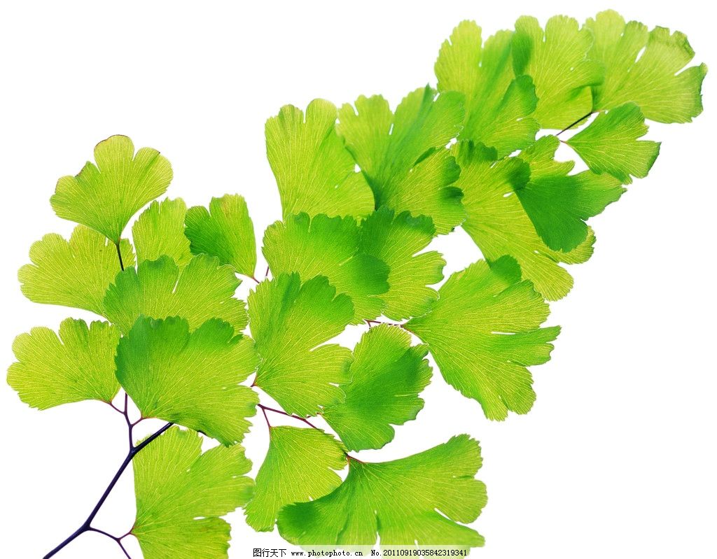 银杏树叶手绘画图片展示