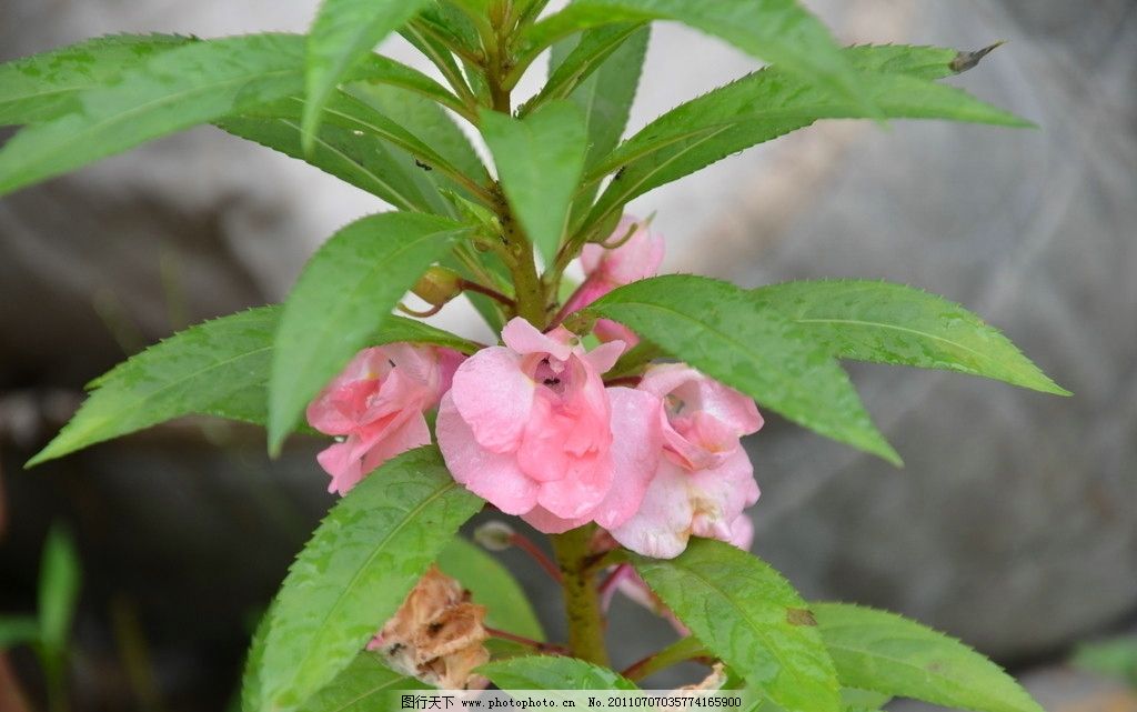 鳳仙花手抄報簡單又漂亮,鳳仙花長的過程手抄報,簡單的鳳仙花生長過程