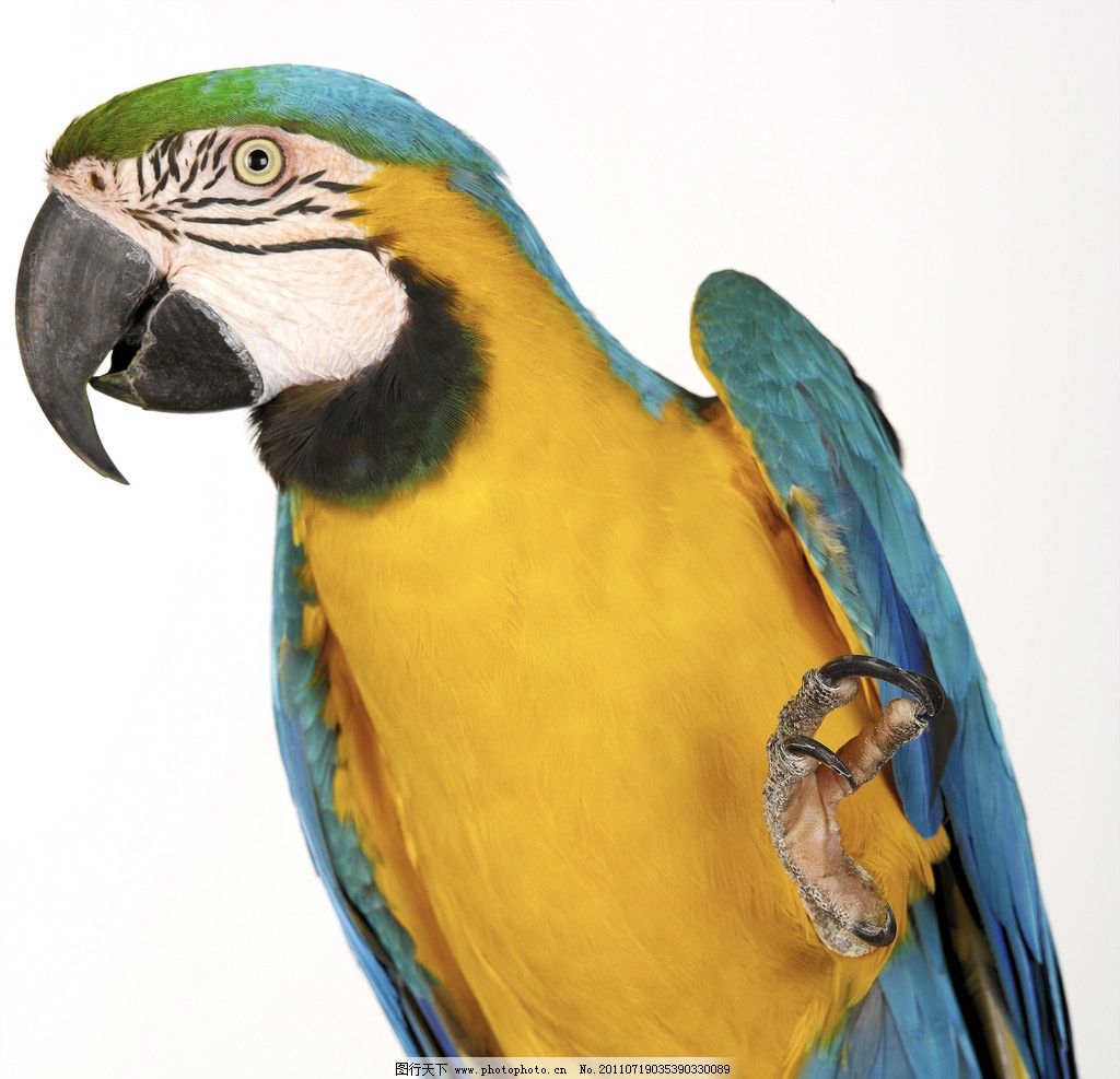 4,000+张最精彩的“折衷鹦鹉”图片 · 100%免费下载 · Pexels素材图片