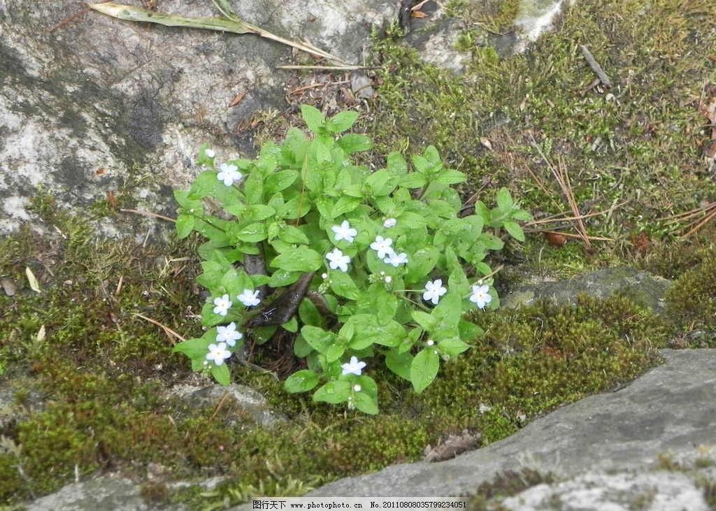 秦岭野生花草图片