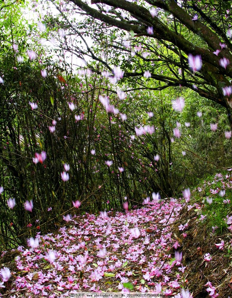 落花古筝谱子图片分享下载