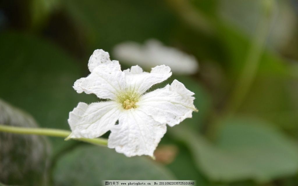 葫芦花图片 花草 生物世界 图行天下素材网